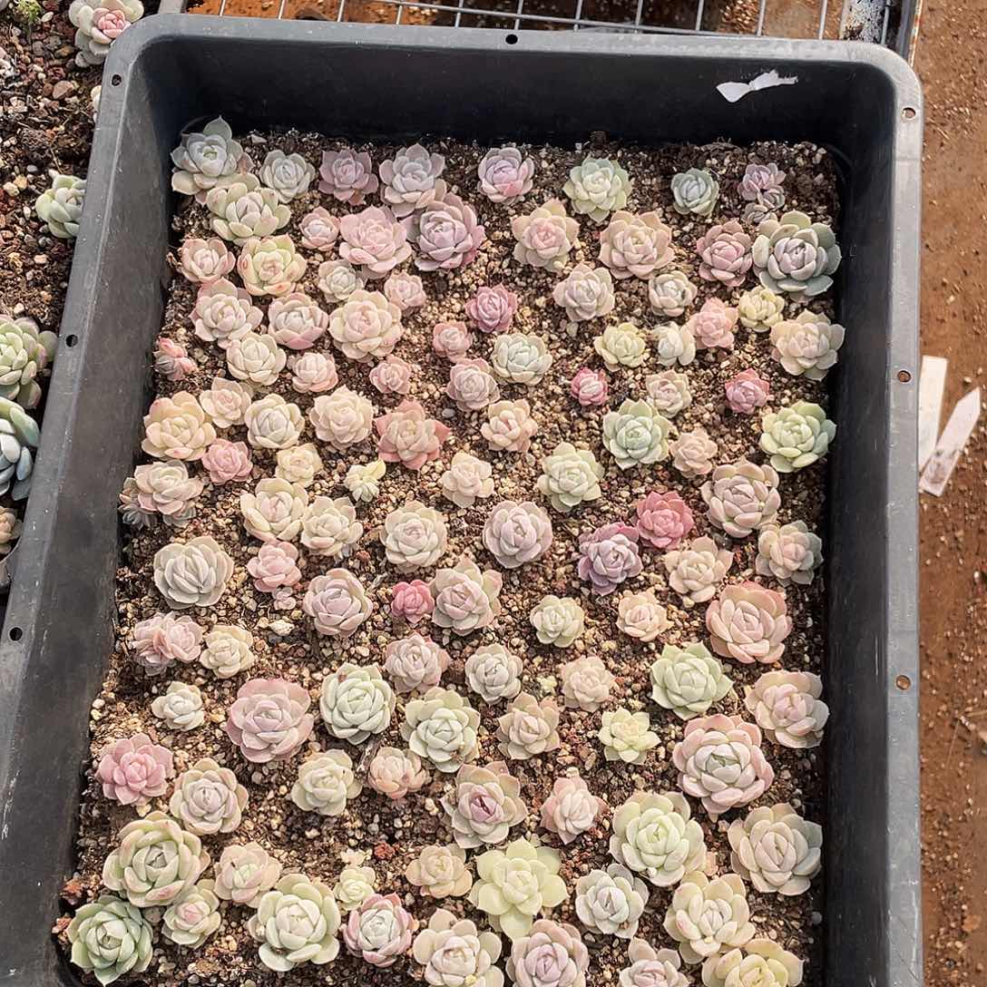 一***顺288。 定。            