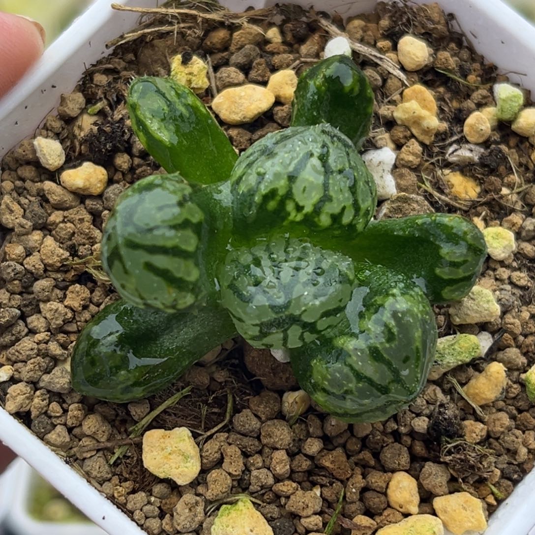 22月光宝盒十二卷多肉
