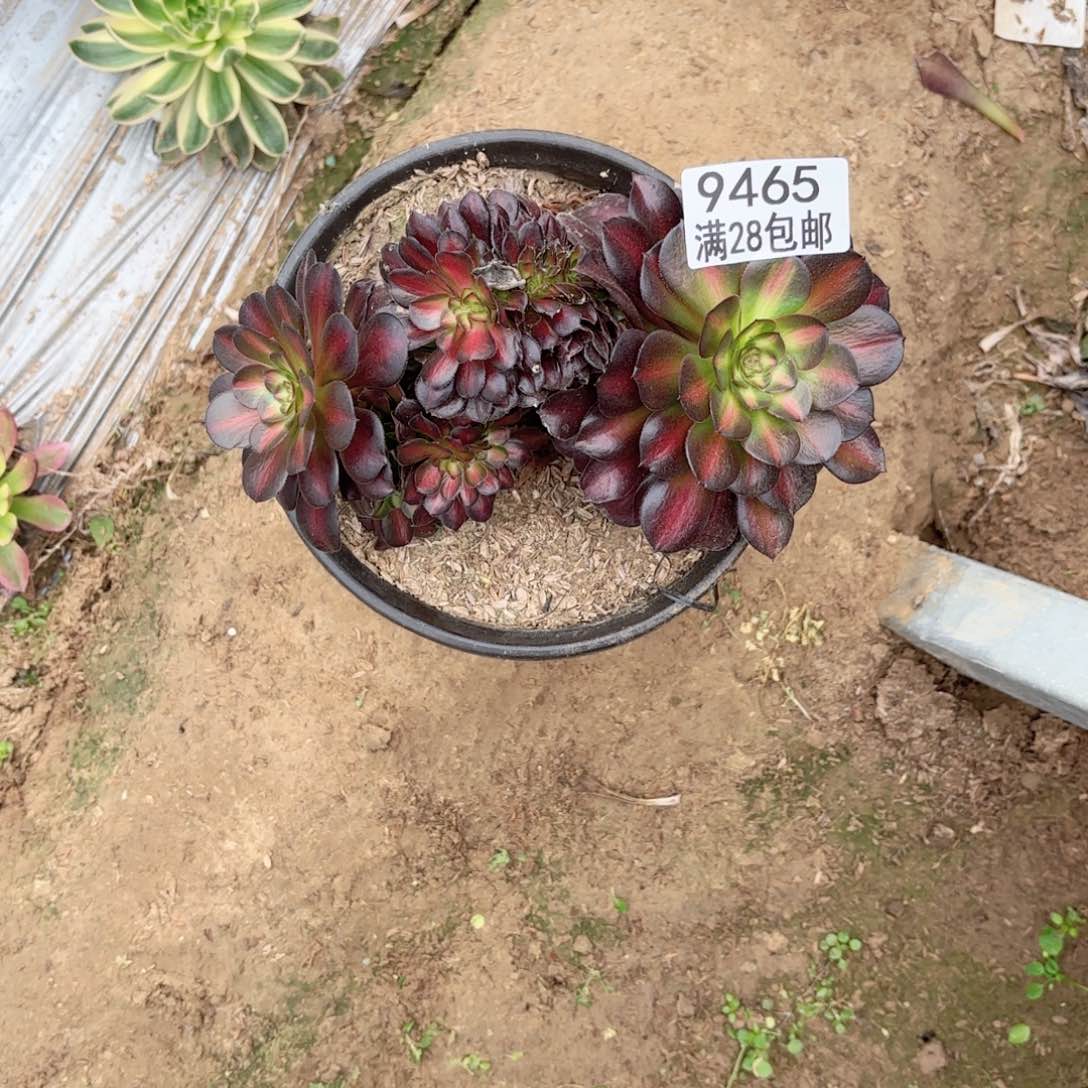 W. 9465花纳缀多肉