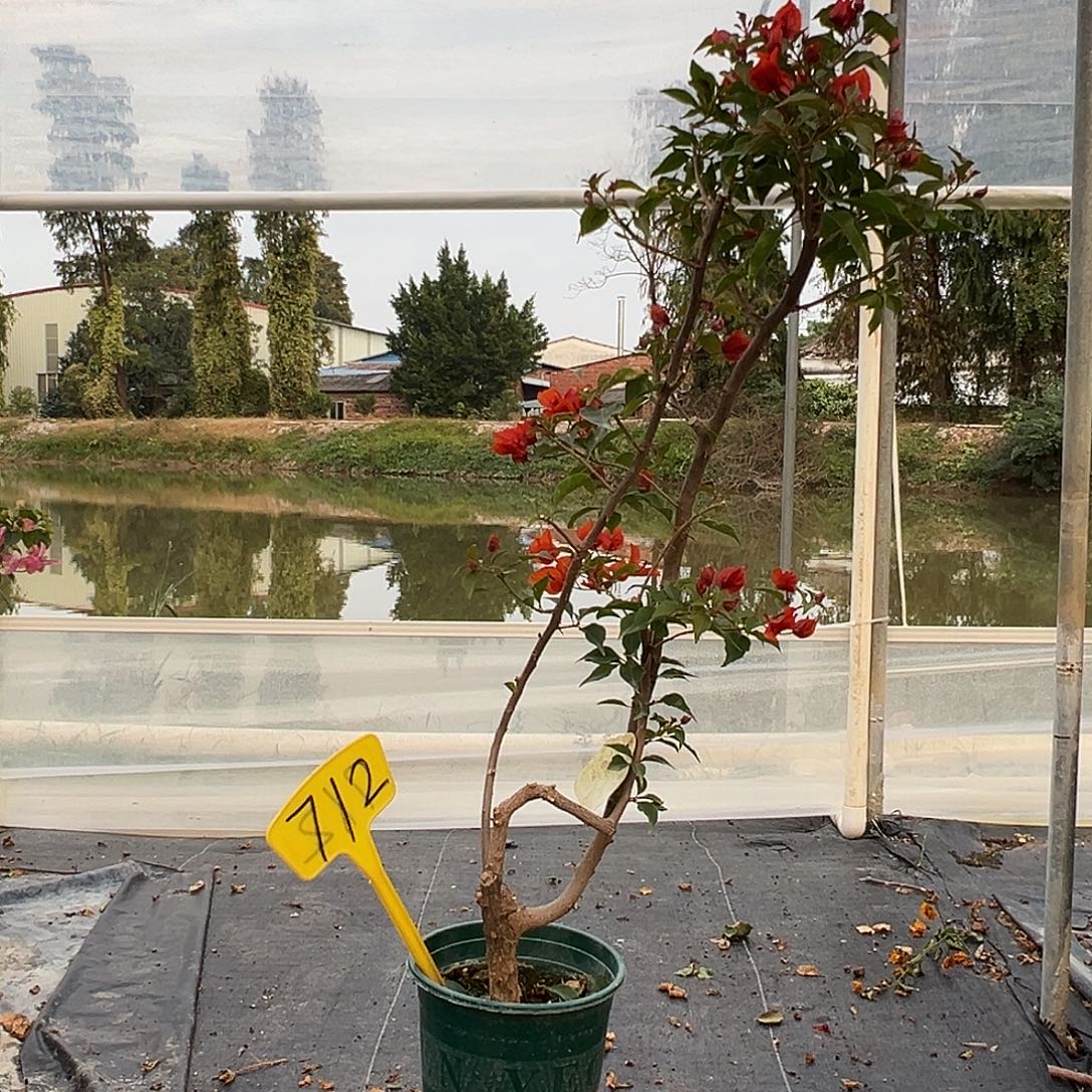 完全开放热火桑巴 原生小树头712