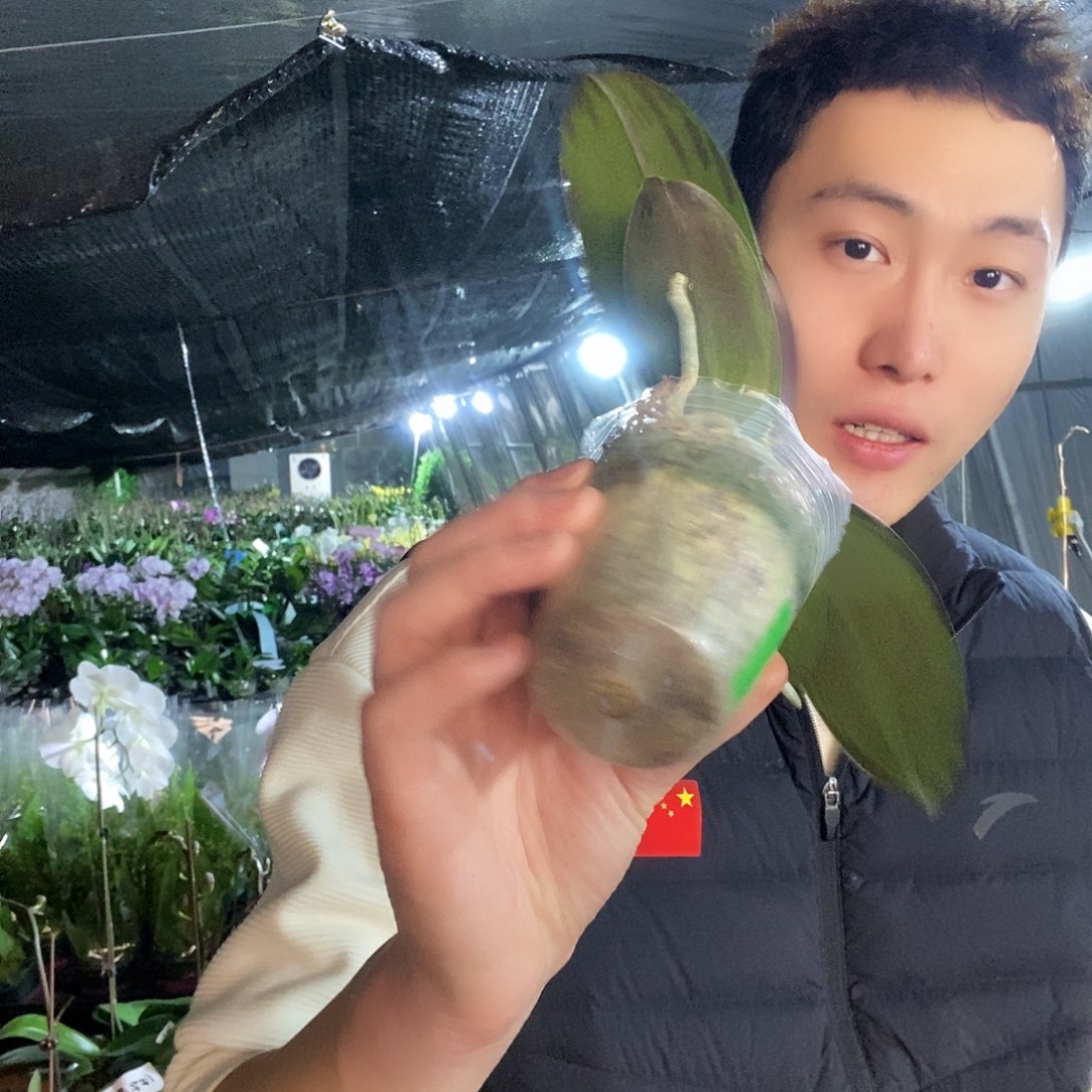 无花朵哈根达斯蝴蝶兰