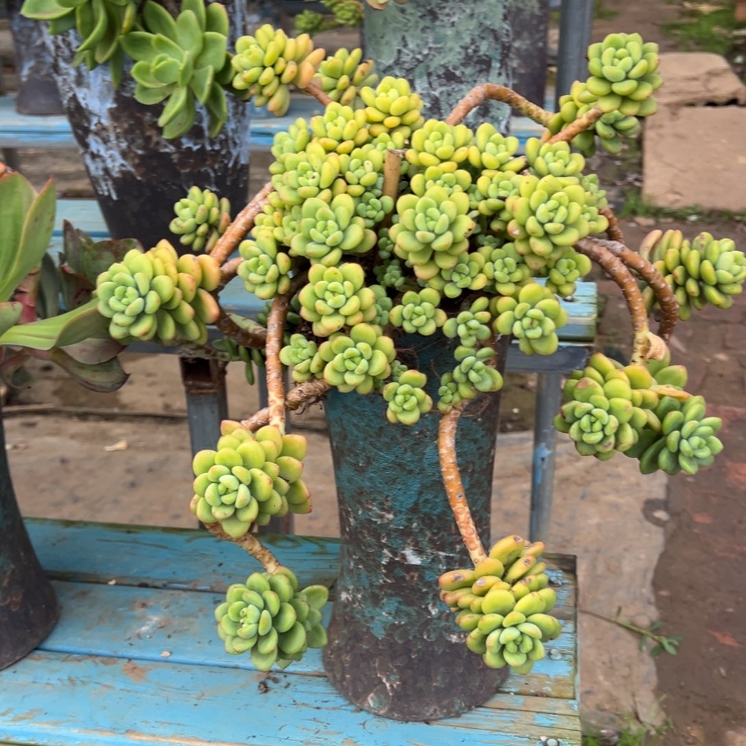 老桩香格里拉裸肉发货