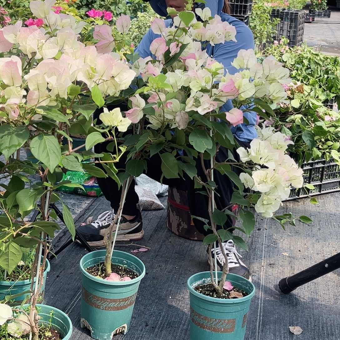 大部分开放少量花苞绿樱带竹一颗