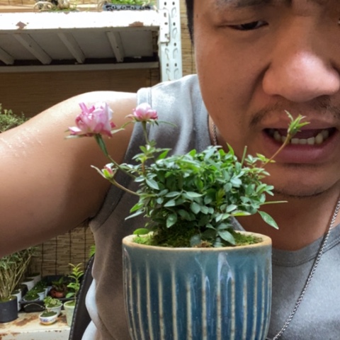 红陶一物一拍所见即所得246