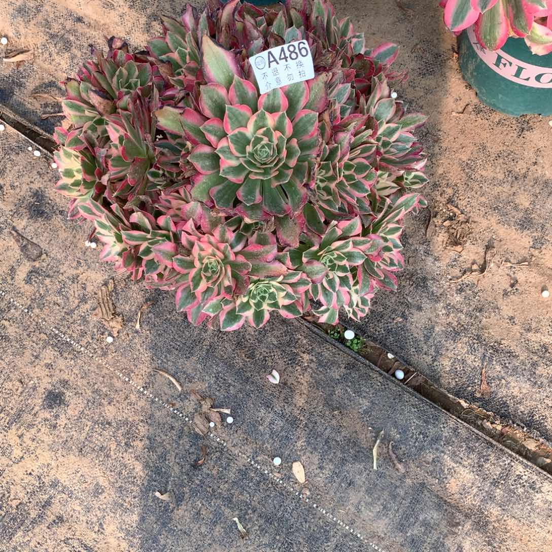多肉植物女巫486