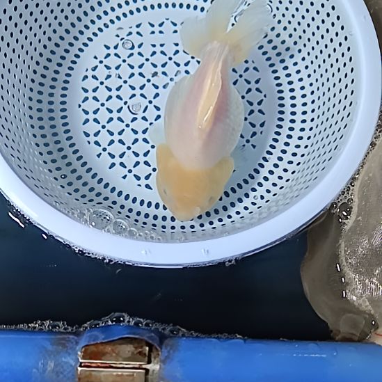 金鱼2号白色兔子玛丽