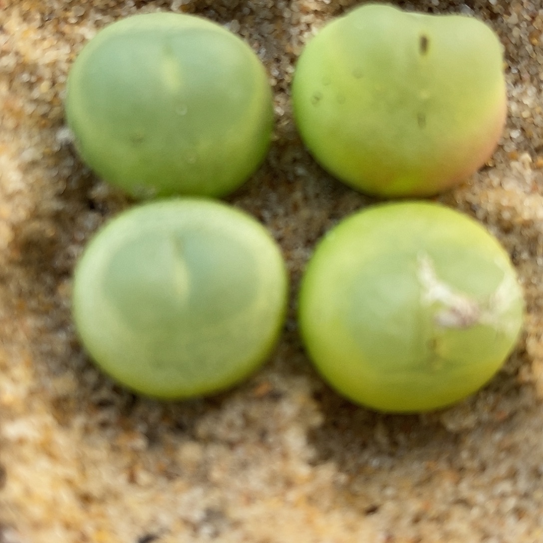 278大年份拉登一颗。      