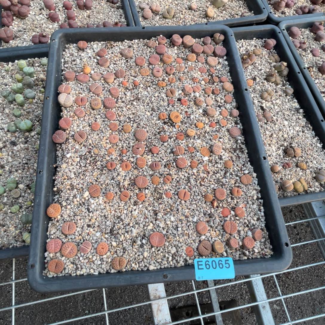 つ***⊂6065筐福利不售后