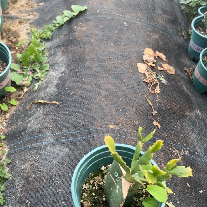 鲍***鲍65号052白色重瓣花