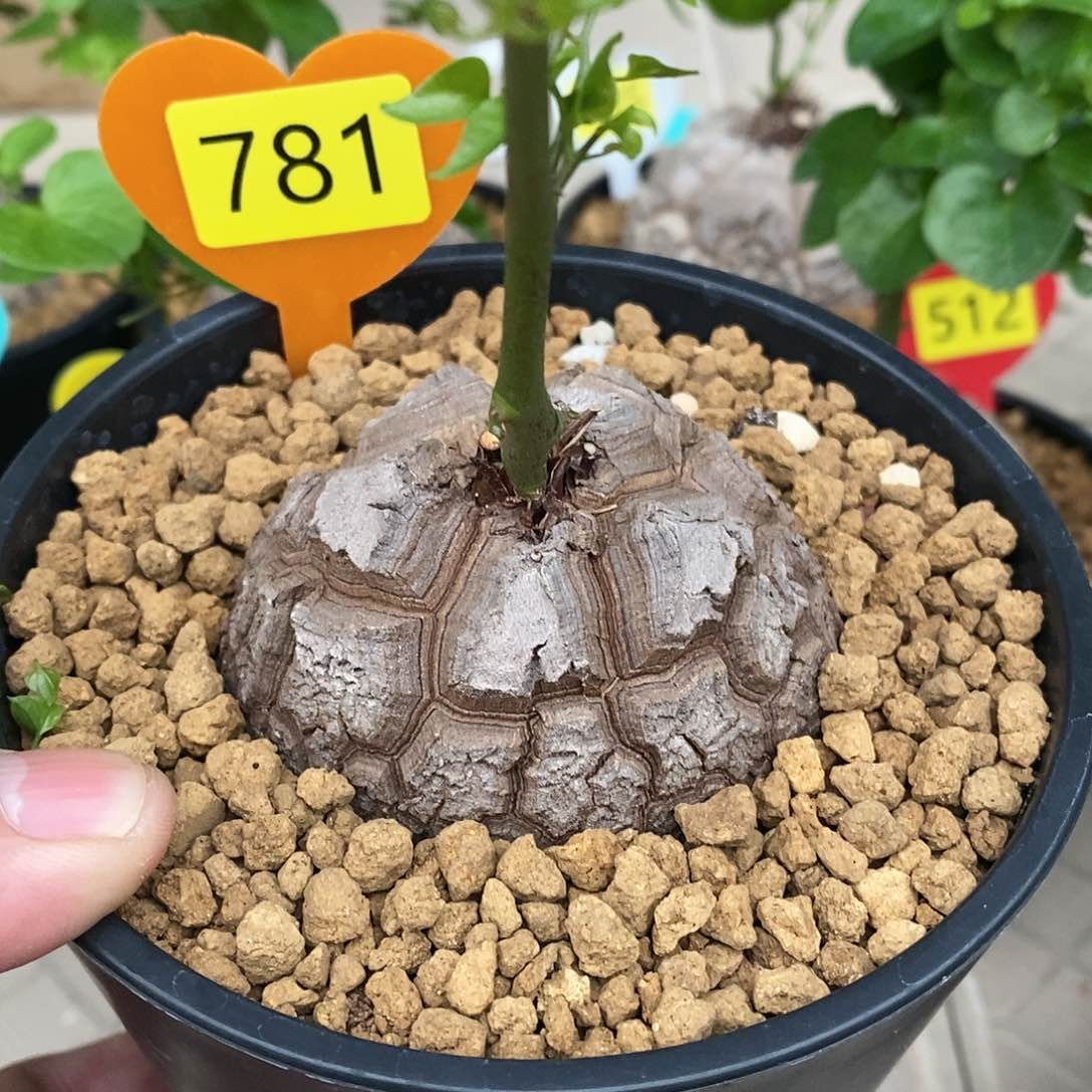 南非龟甲龙龟甲龙