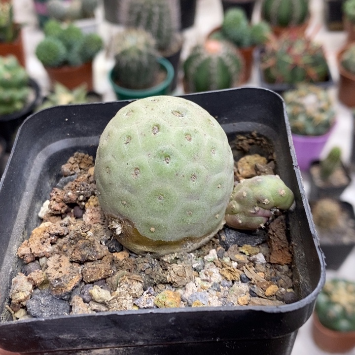 无刺习志野特价福利