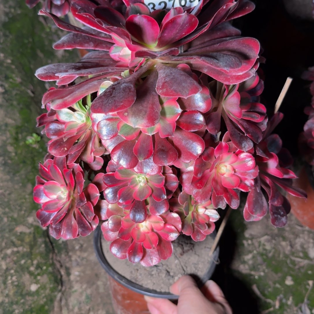 32765美杜莎杆歪多肉