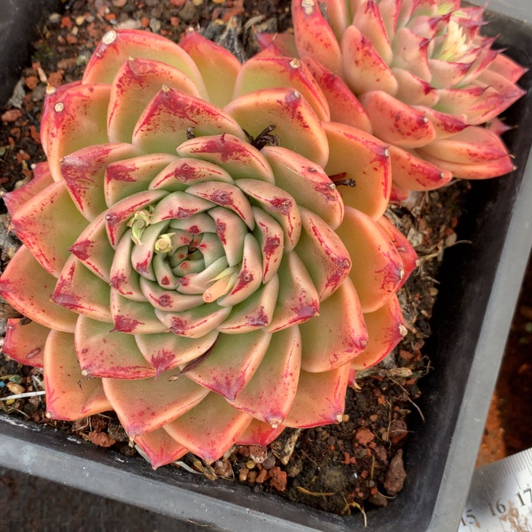 787杂交多肉15厘米