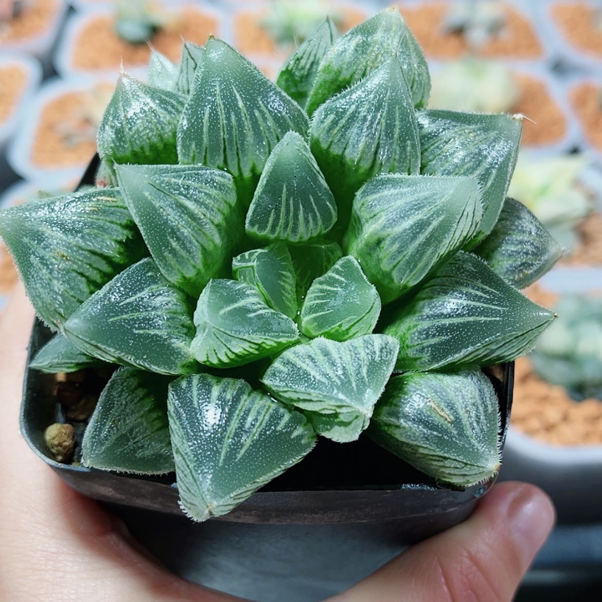 【闪购商品】兰****罗棉花糖