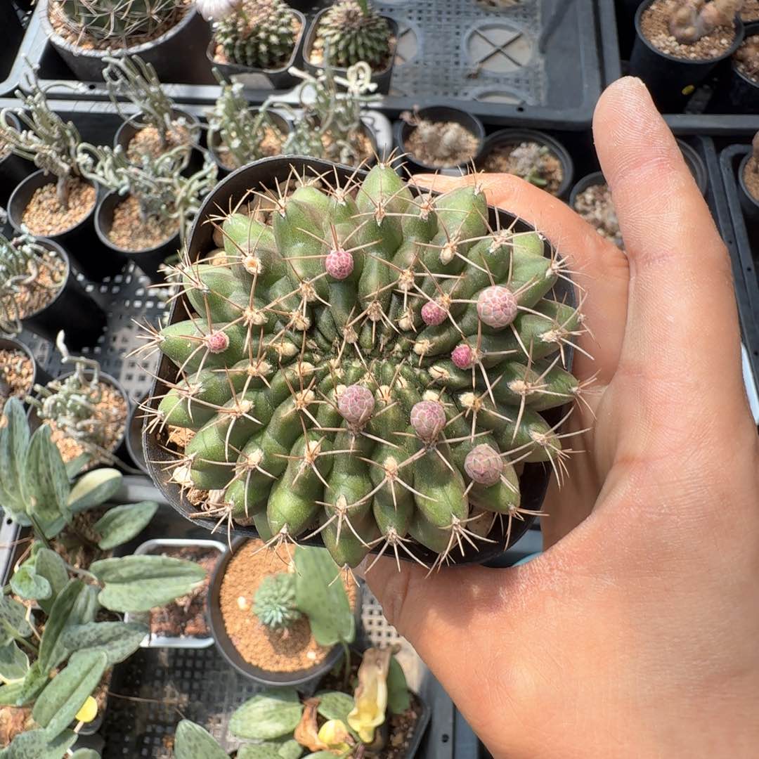 无花朵实生不知名