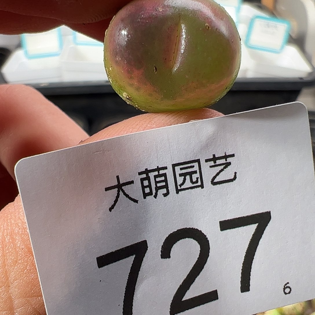 0000727 一物一拍……