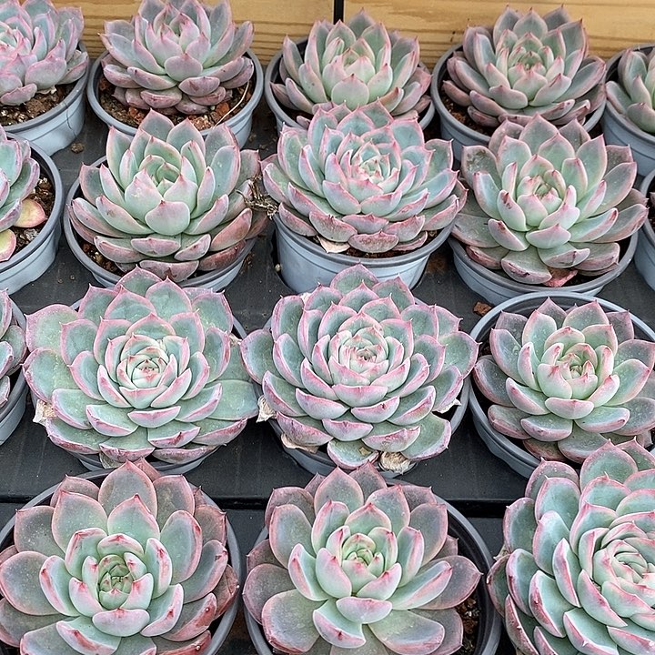 19法兰西玫瑰 福利多多