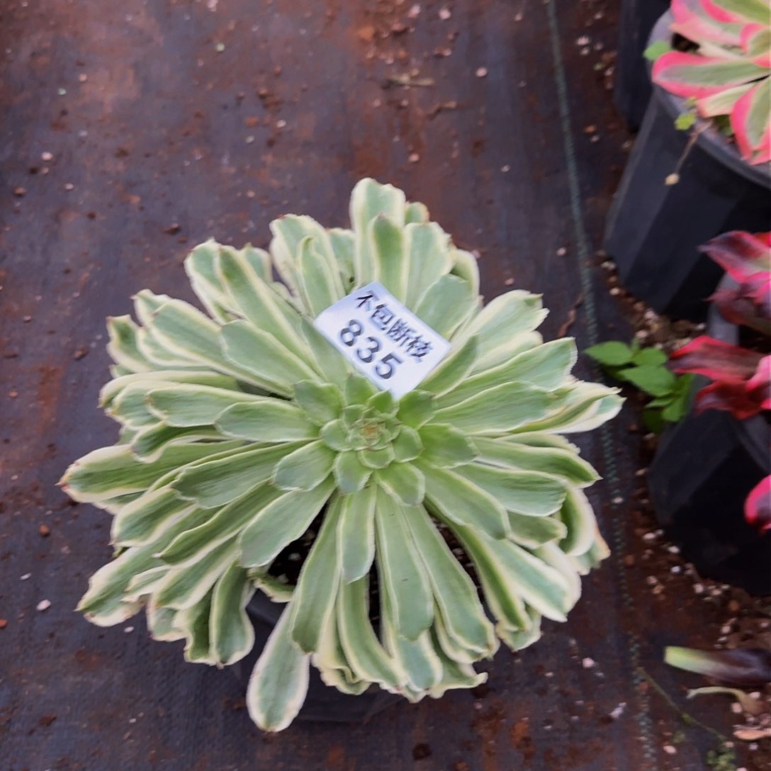 835多肉法师锦1111