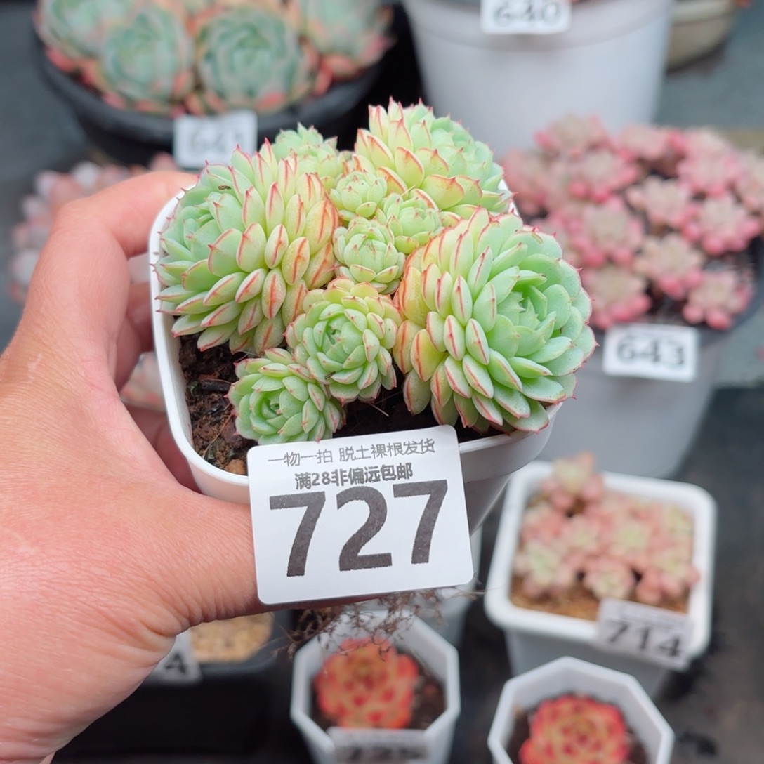 小红船无盆土发货