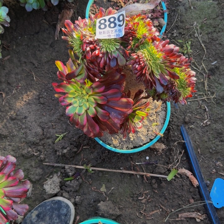 l****5雪姬花29-12包邮花花