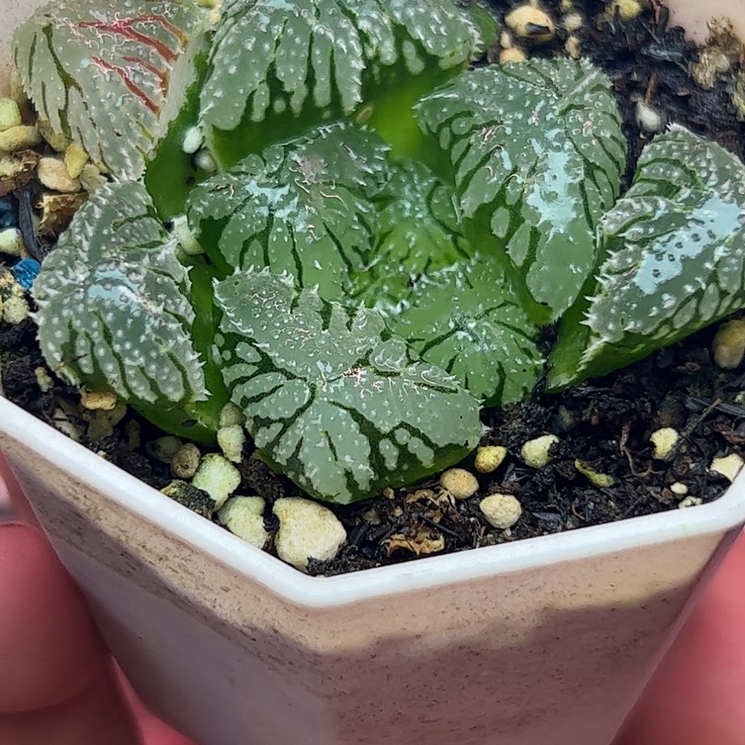 巨大化冰玉十二卷多肉