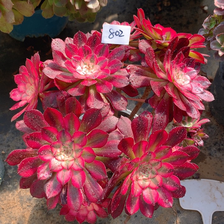 802红铜超白锦捧花