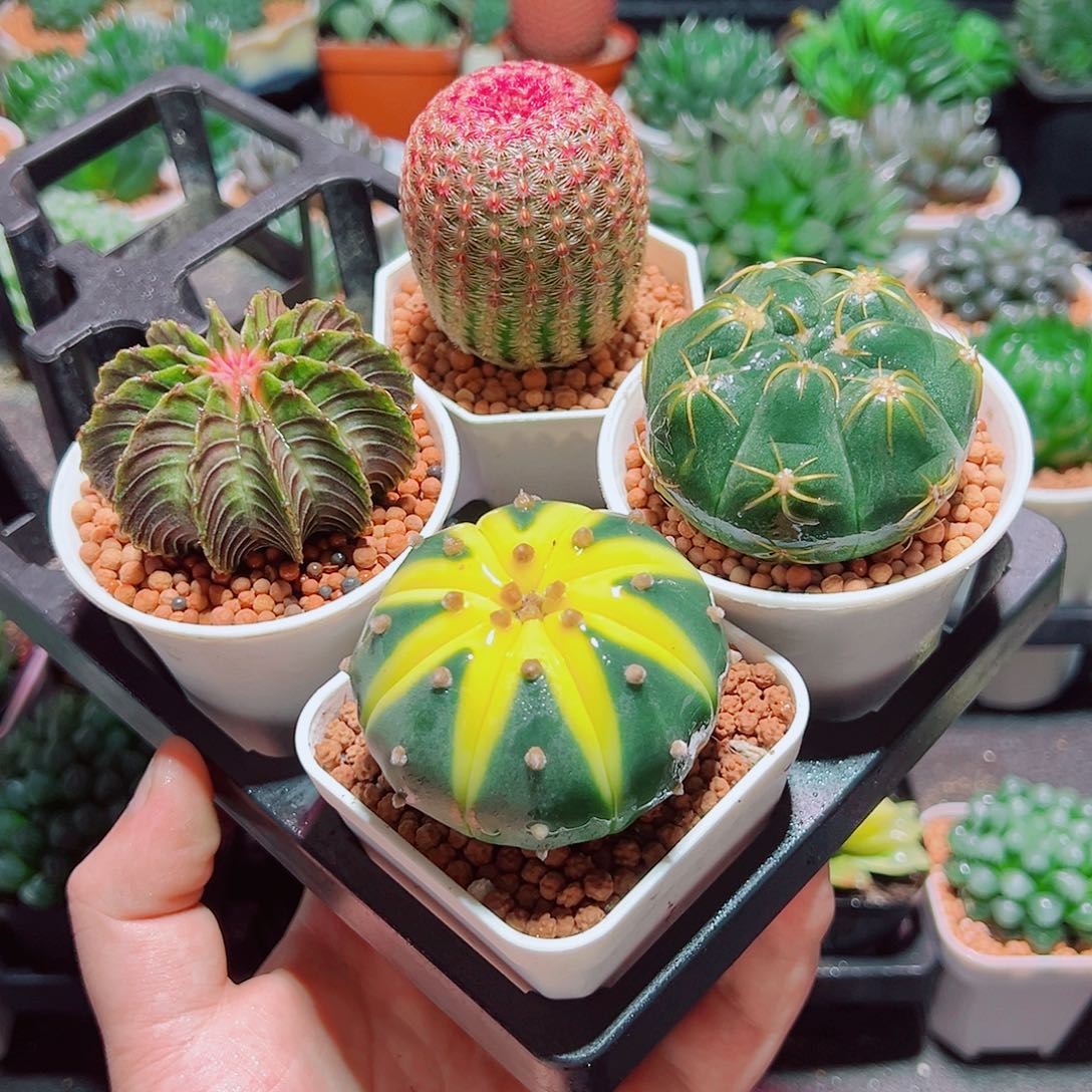 星兜锦红太阳肋骨海王原盆土