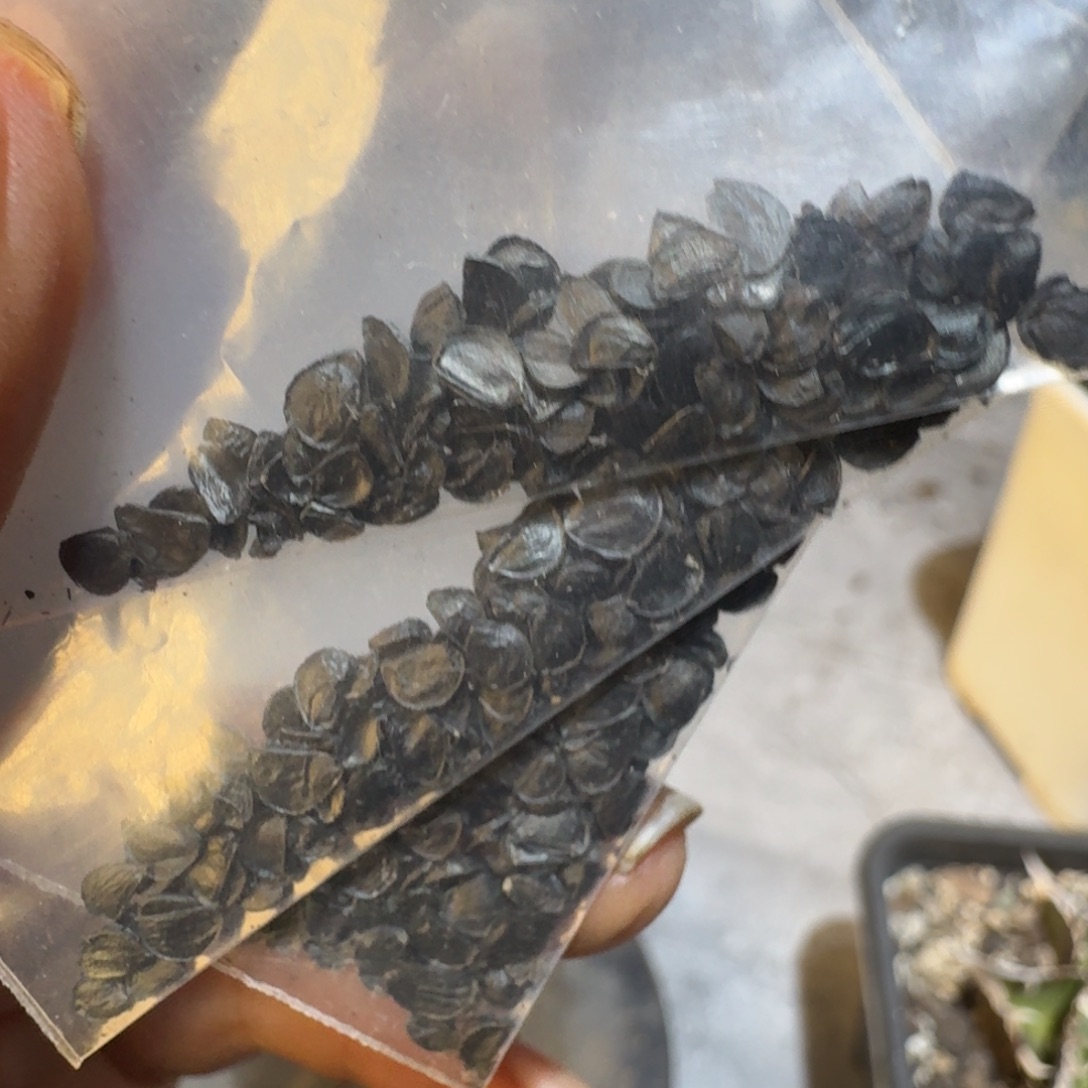 龙舌兰仁王冠Agave种子