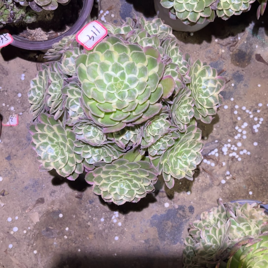 311多肉植物孔雀翎