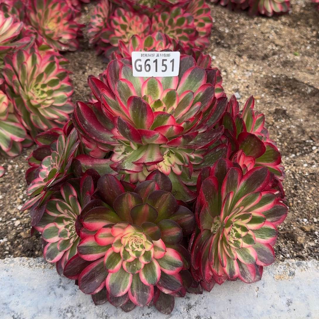 6151荔枝多肉植物