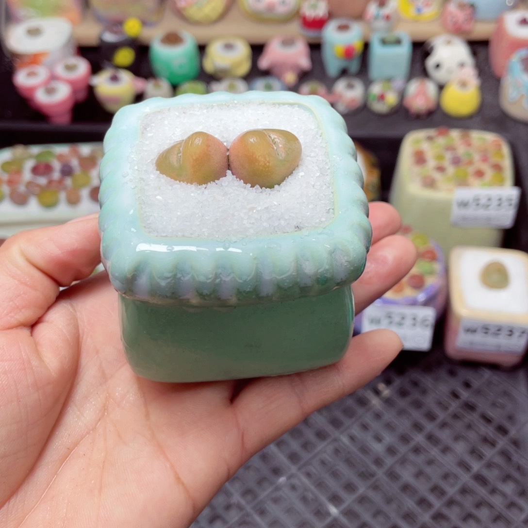 w5238 带盆土发货-零下地区拍保温箱