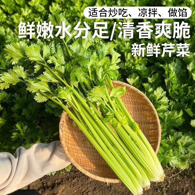 【小西芹】河南农家自种玻璃脆芹菜西芹带叶发货