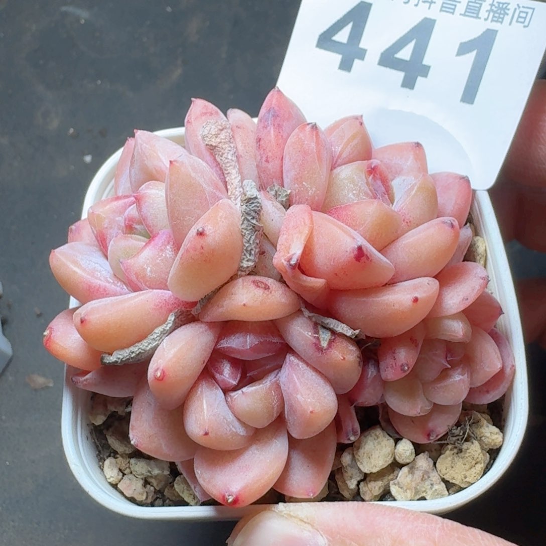 刚毅群生       精品多肉