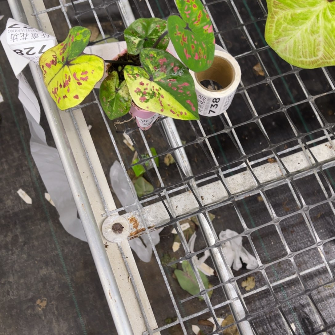 景***肉无花朵             718铠甲不包售后