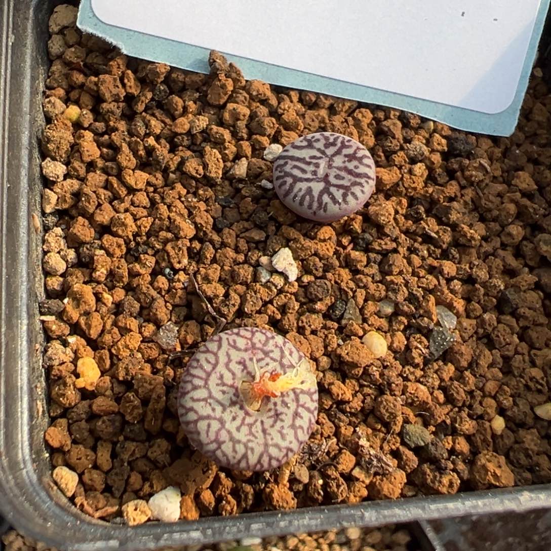 25-258肉锥多肉植物