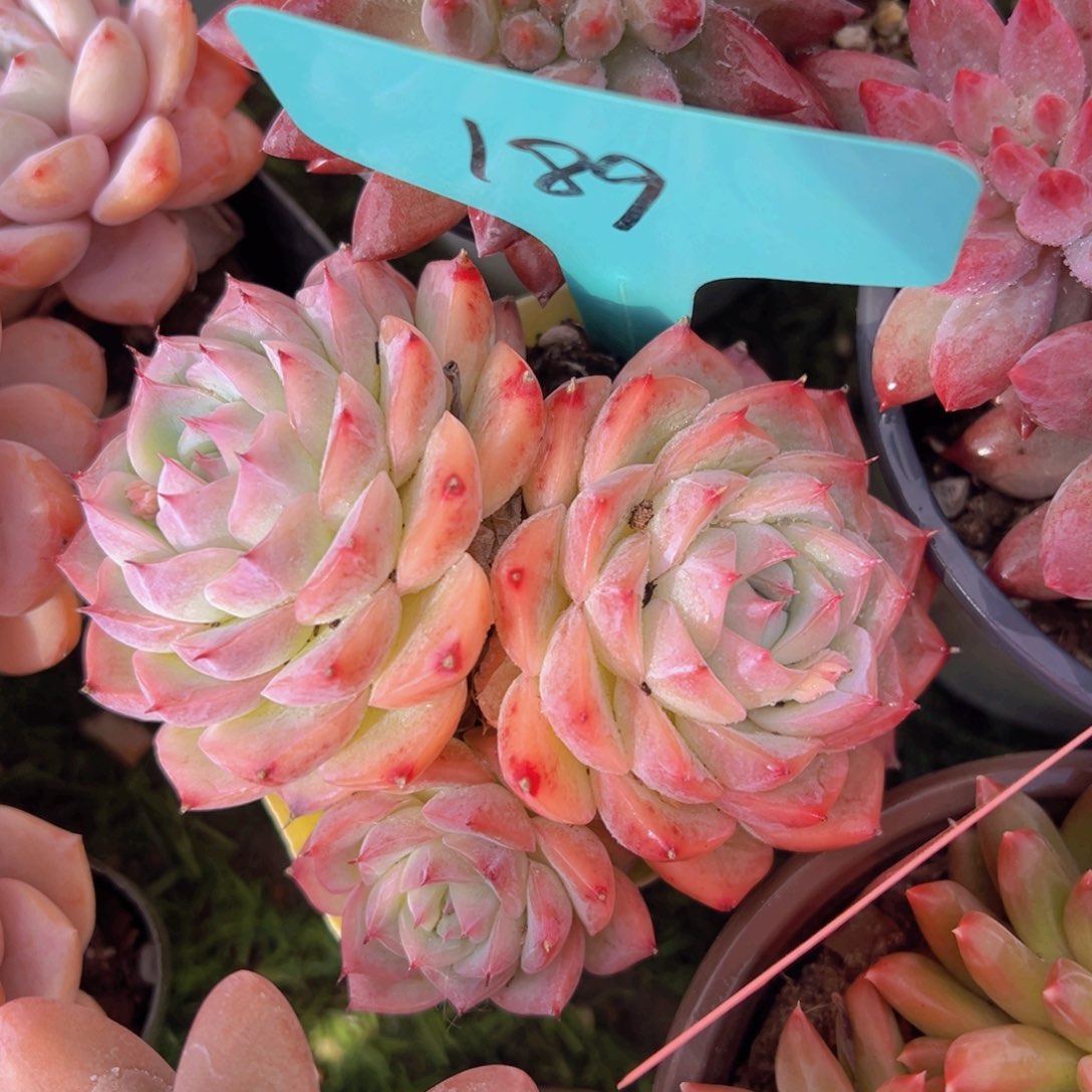 香玉的故事是一个人的故事