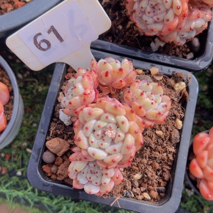 健健康康平平安安