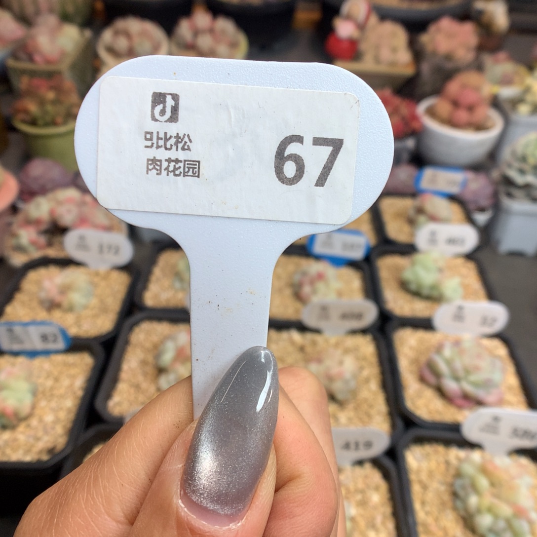 67盲盒多肉新年快乐