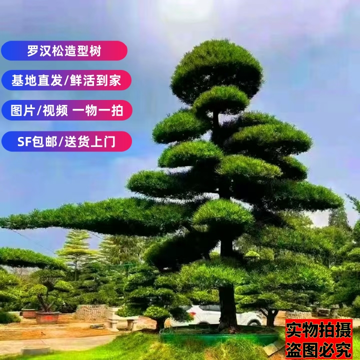 [直播选树]罗汉松地景造型盆景庭院绿植四季常青不落叶1.5-2.4米