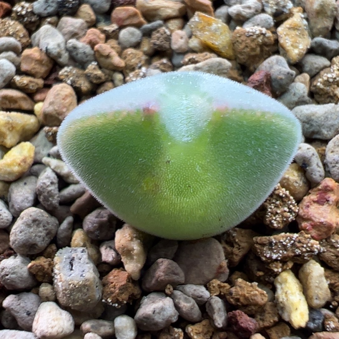 134猫耳空蝉一棵特