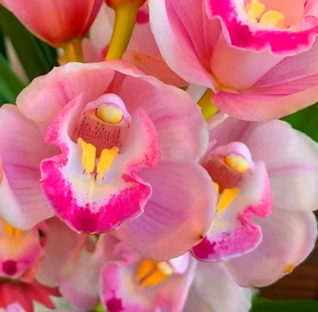 精品名贵带花苞变色龙【浪漫樱花3-5花】四季开花勤花好养盆栽绿植