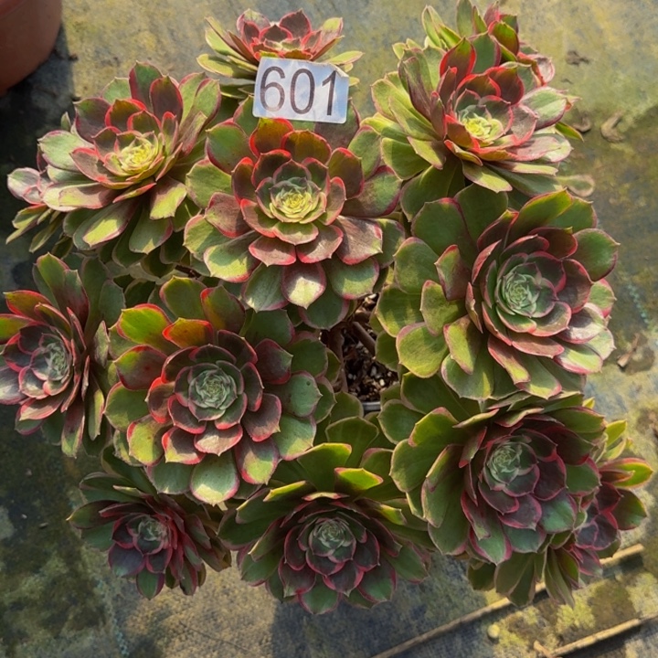 000000000000000601粉花妖