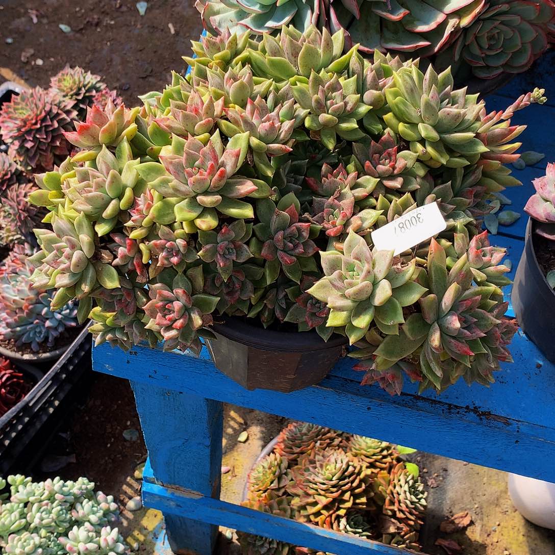 苏***苏       璀璨多30087