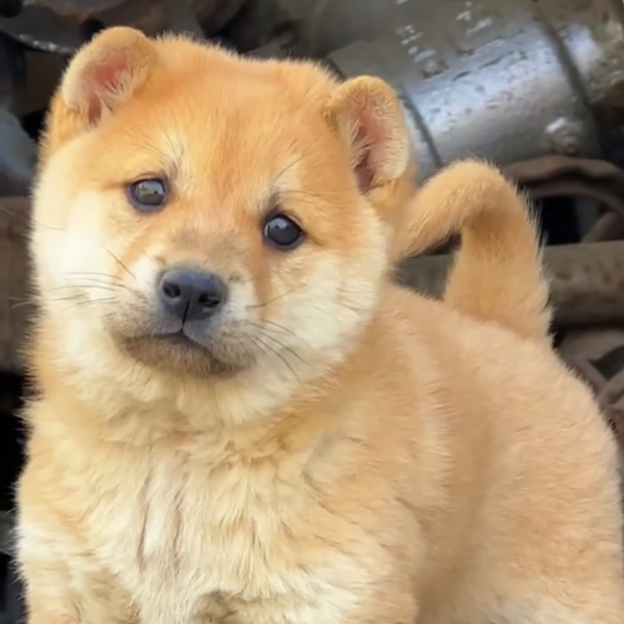 五黑犬精品可爱狗狗多种品种可选拍前联系客服挑选