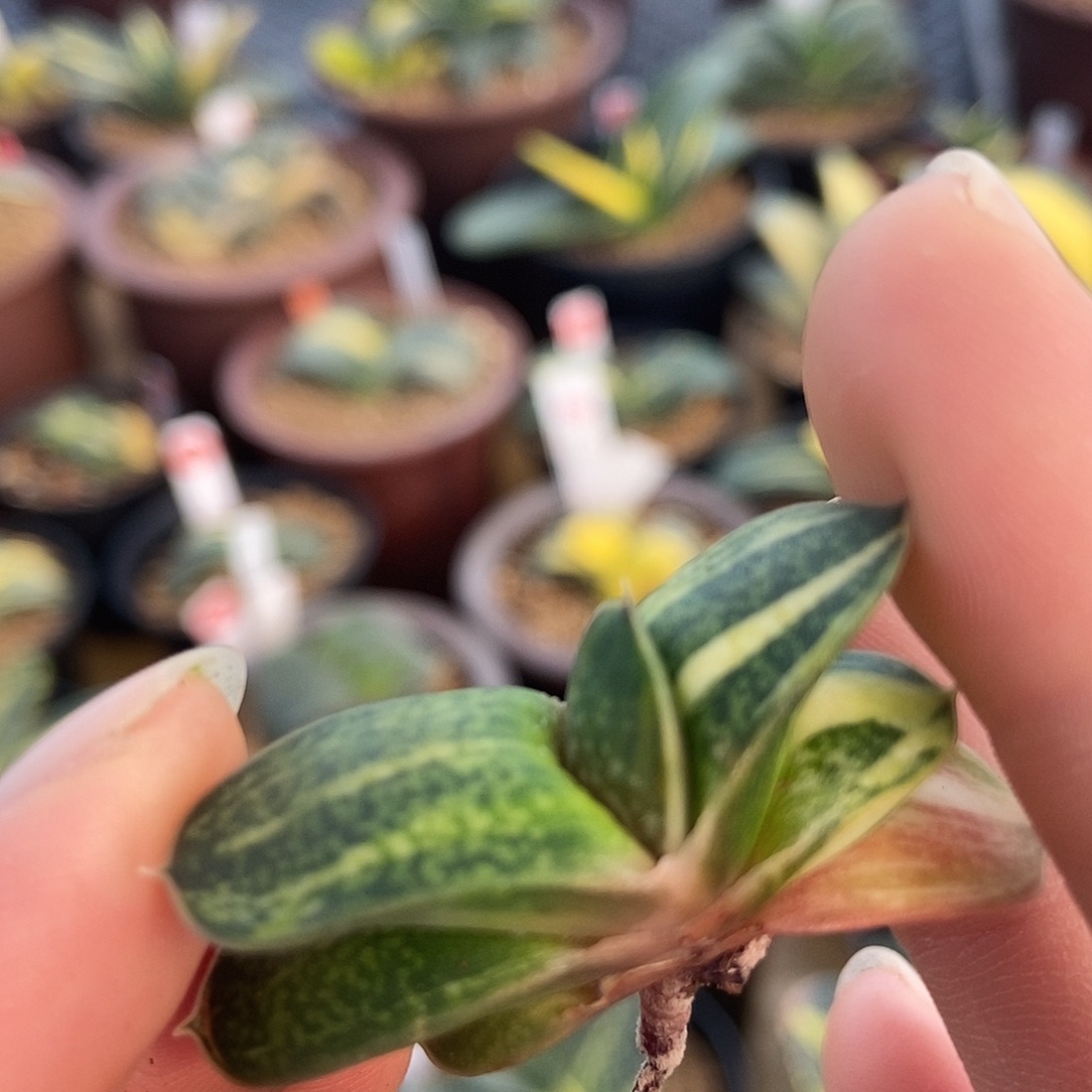 安***啊723卧牛实生锦带盆发货