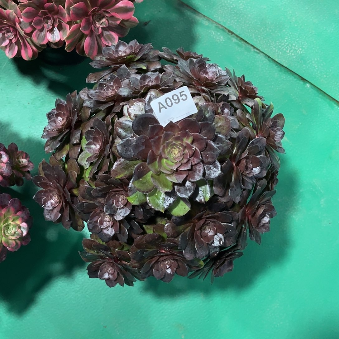 半***过多肉灰姑娘000000095