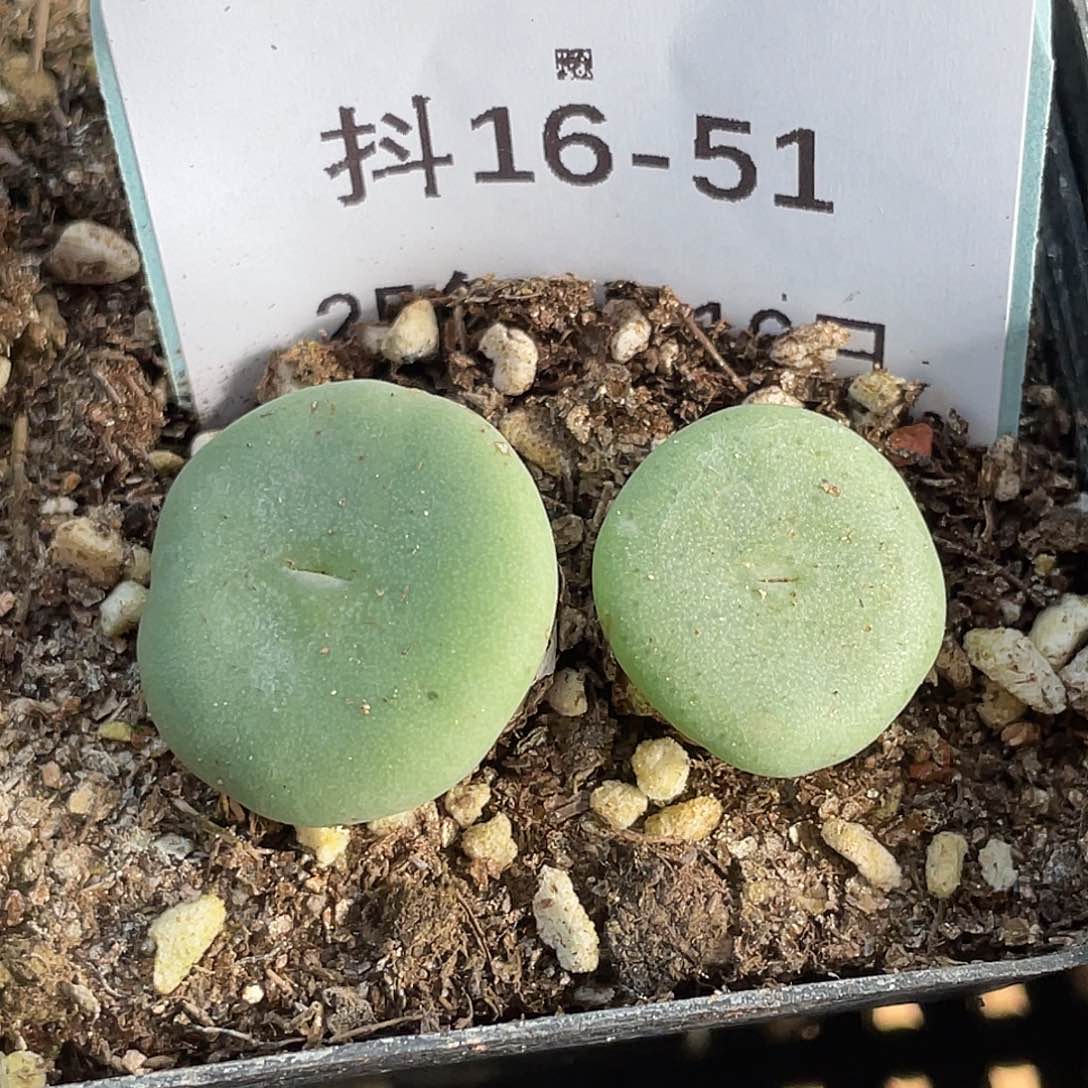 16-51酒杯多肉植物