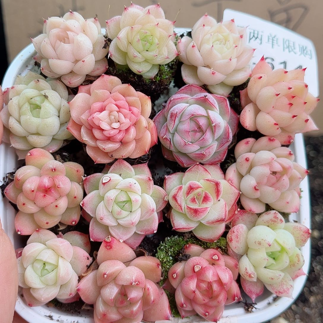 1-614 新疆西藏内蒙不发12.8包邮2-3公分多肉