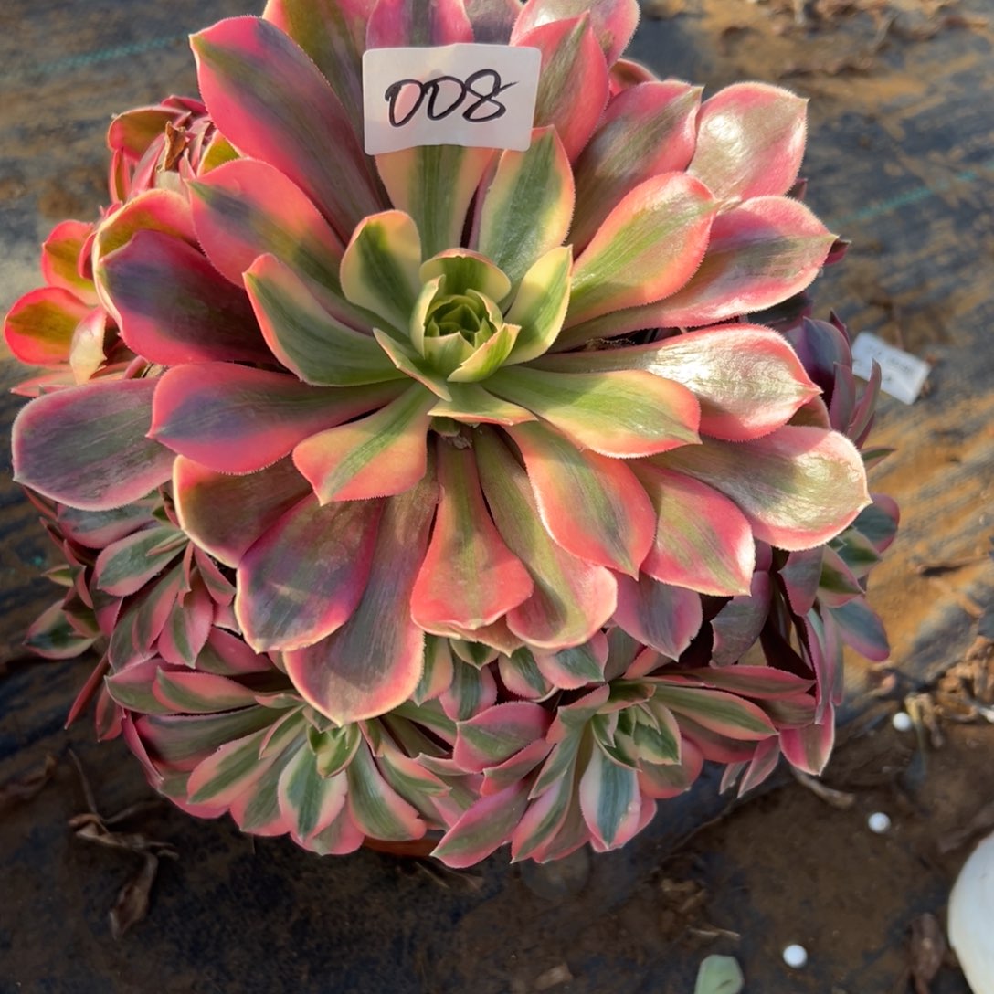 008女妖，满20包邮嘟叮熊