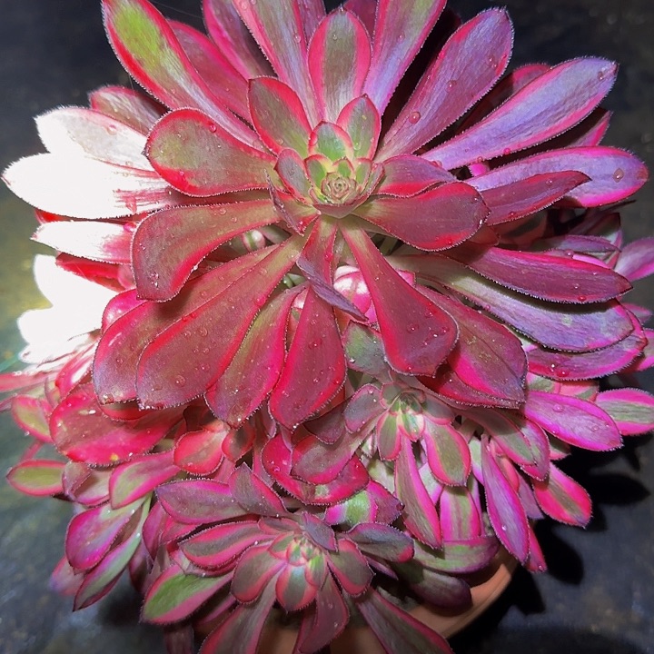 香奈儿捧花亏本福利